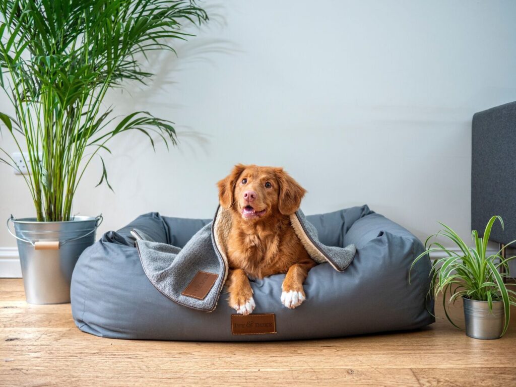 Best Dog Toys And Accessories in 2025